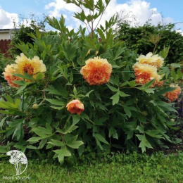 Пион древовидный Кинкаку / Сувенир де Максим Корню / Золотая Россыпь