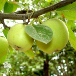 Сверхвыгодный комплект! Яблоня Юнга + опылитель яблоня Белый налив