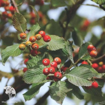 Фото Рябина ария (мучнистая) Хлоросарка на штамбе