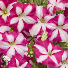 Петуния мультифлора Джоконда Роуз энд Вайт (Семена Профи)