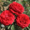 Роза чайно-гибридная Ваза Черри фото 1 