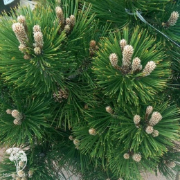 Сосна горная Шервуд Компакт