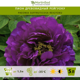 Пион древовидный Рейгуоку