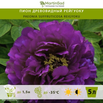 Фото Пион древовидный Рейгуоку