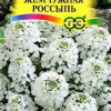 Иберис Жемчужная россыпь зонтичный , серия Альпийская горка фото 1 