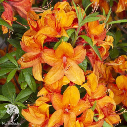 Азалия крупноцветковая Гловинг Эмберс