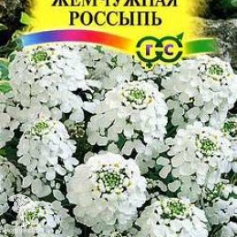 Иберис Жемчужная россыпь зонтичный , серия Альпийская горка
