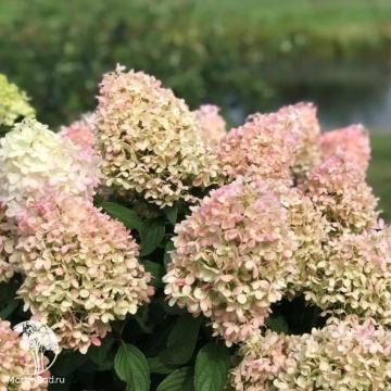 Фото Гортензия метельчатая Пинкачу