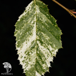 Граб обыкновенный Фолис Аргентеовариегата Пендула на штамбе