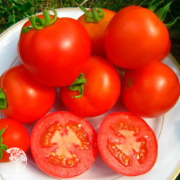 Томат Верочка F1 ( 2-ной пак.)