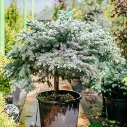 Ель колючая Глаука Глобоза на штамбе