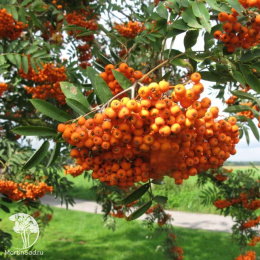 Рябина арнольда Шоутен