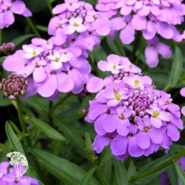 Иберис Александрит (гибралтарский, лилово-белый)