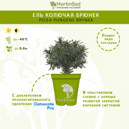 Ель колючая Брунек