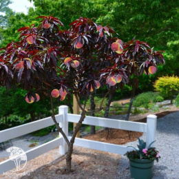 Персик краснолистный Бургунди