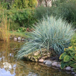 Колосняк песчаный