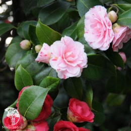 Камелия японская Бономиана