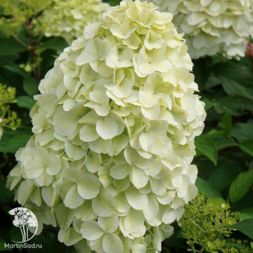 Фото Гортензия метельчатая Меджикал Маттерхорн