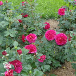 Роза Фишермэн'c Фрэнд