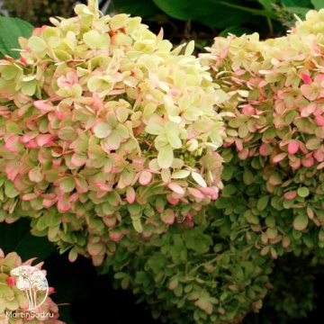 Фото Гортензия метельчатая Гарденлайт XS-лайт