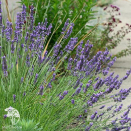 Лаванда гибридная Гроссо
