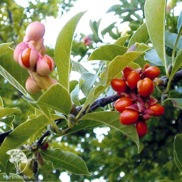 Магнолия кобус