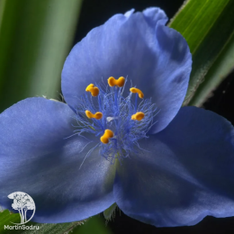 Традесканция Андерсона Блю