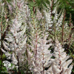 Астильба Арендса Бумальда