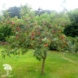 Сверхвыгодный комплект! Яблоня Лобо + опылитель Яблоня Медуница