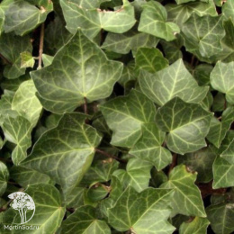 Плющ обыкновенный Вернер