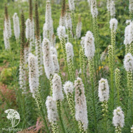 Лиатрис колосковый Флористан Вэйс