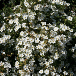 Лапчатка кустарниковая Манчу