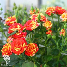 Роза спрей (миниатюрная) Файр Флеш