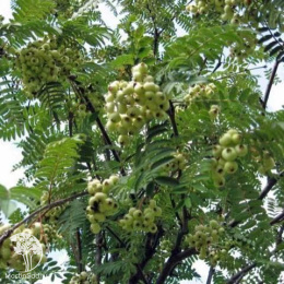 Рябина гибридная Гирондель