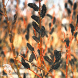 Ива тонкостолбиковая Куроме на штамбе