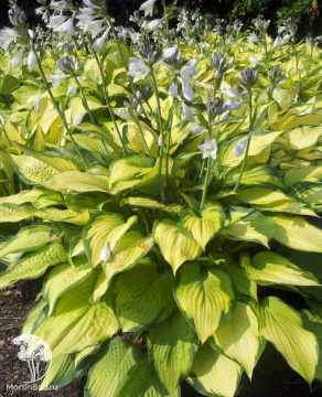 Фото Хоста Паулс Глори