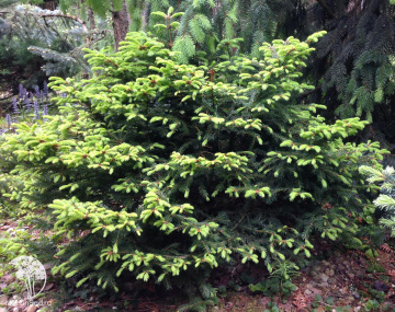 Фото Ель обыкновенная Хенксгарден Бьюти