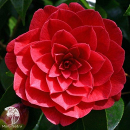 Камелия гибридная японская Блэк Лэйс