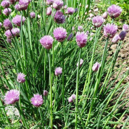 Шнитт-лук Эректа