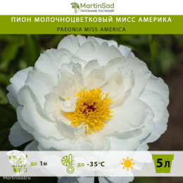 Пион молочноцветковый Мисс Америка