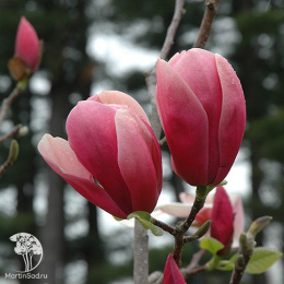 Магнолия Роза Мария