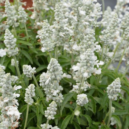 Шалфей мучнистый Эволюшн Вайт