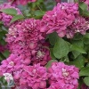 Клематис Хот Киссес фото 3 