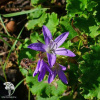 Campanula poscharskyana Колокольчик Пожарского фото 1 
