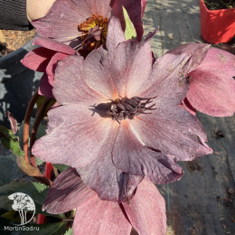 Морозник Айс эн Роузес Эрли Ред