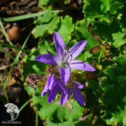 Campanula poscharskyana Колокольчик Пожарского