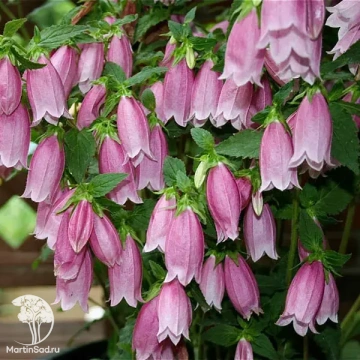 Фото Колокольчик Кампанелло Ред