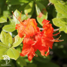 Азалия гибридная Гибралтар