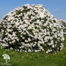 Рододендрон Кунингамс Вайт