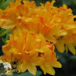 Азалия Голден Сансет